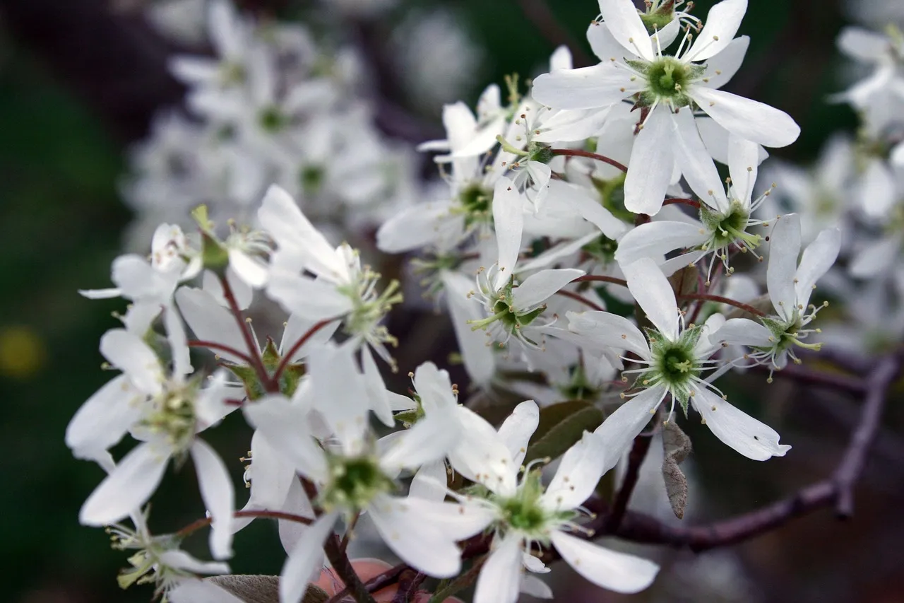 #7 - Serviceberry: The Shrub Birds Prefer Over Your Feeder (Image Credits: Pixabay)