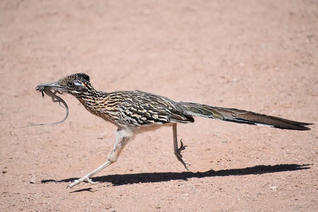 Conclusion: More Than Just Fast (lwolfartist, Flickr, CC BY 2.0)