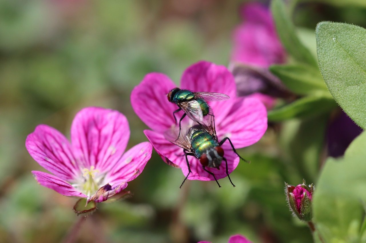 The World's Highest Concentration of Bee Diversity (Image Credits: Pixabay)