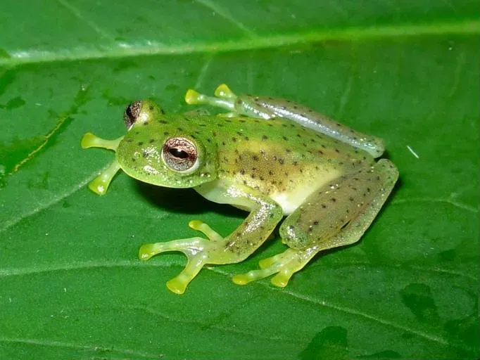 Pisces (February 19 – March 20): The Glass Frog (By Mauricio Rivera Correa, CC BY-SA 2.5)