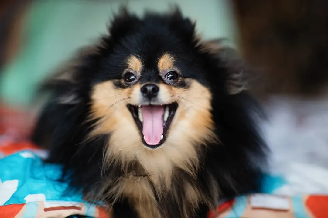 9. The Full-Body Wiggle When They See You (Image Credits: Unsplash)