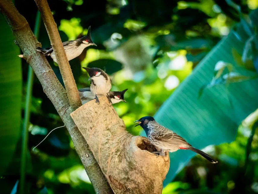 #13 - Bringing Other Birds Into Your Space (Image Credits: Pexels)