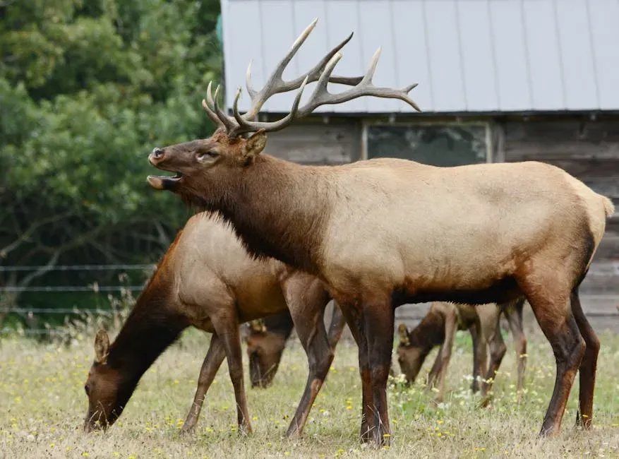Elk (Wapiti) (Image Credits: Pexels)
