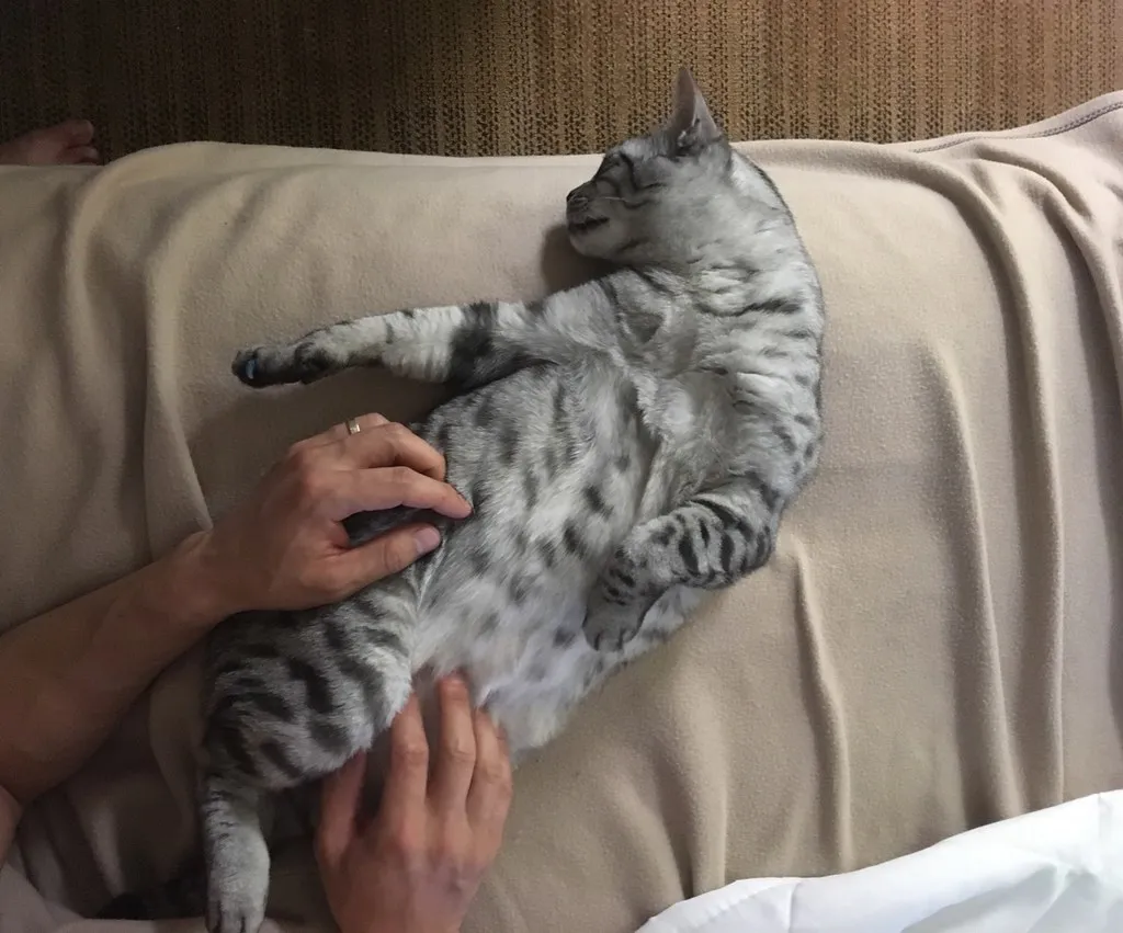 3. Showing Their Belly (Without Always Wanting Pets) (Fresh Materials, Flickr, CC BY 2.0)