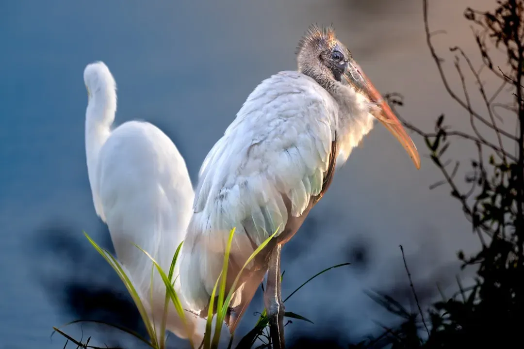 8. Wood Stork: Marsh Waders' Wetland Warriors (Image Credits: Unsplash)