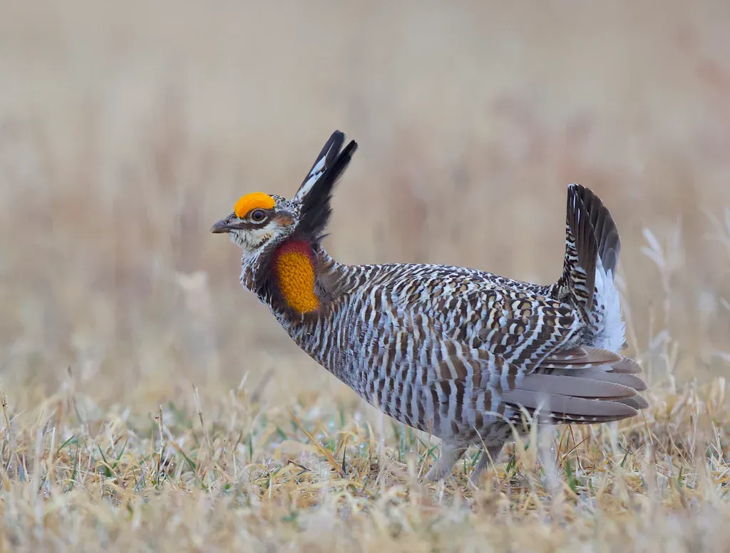 Attwater's Greater Prairie-Chicken (Gregory "Slobirdr" Smith, Flickr, CC BY-SA 2.0)
