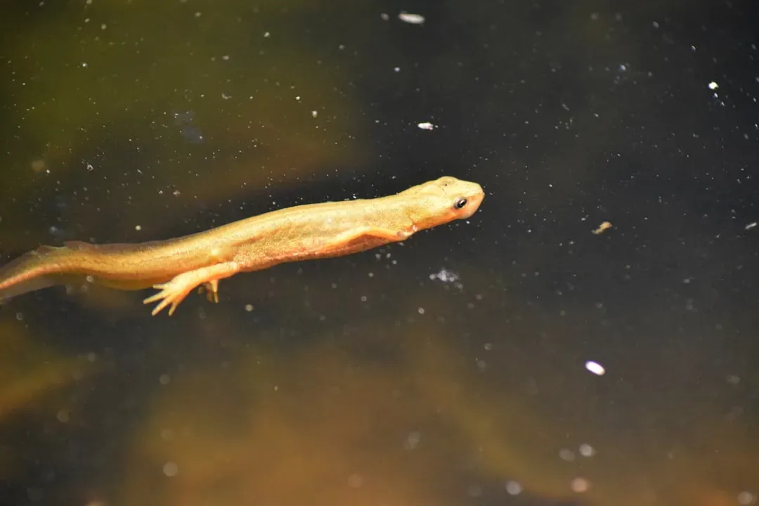 The Axolotl: The Smiling Salamander That Never Grows Up (Image Credits: Unsplash)