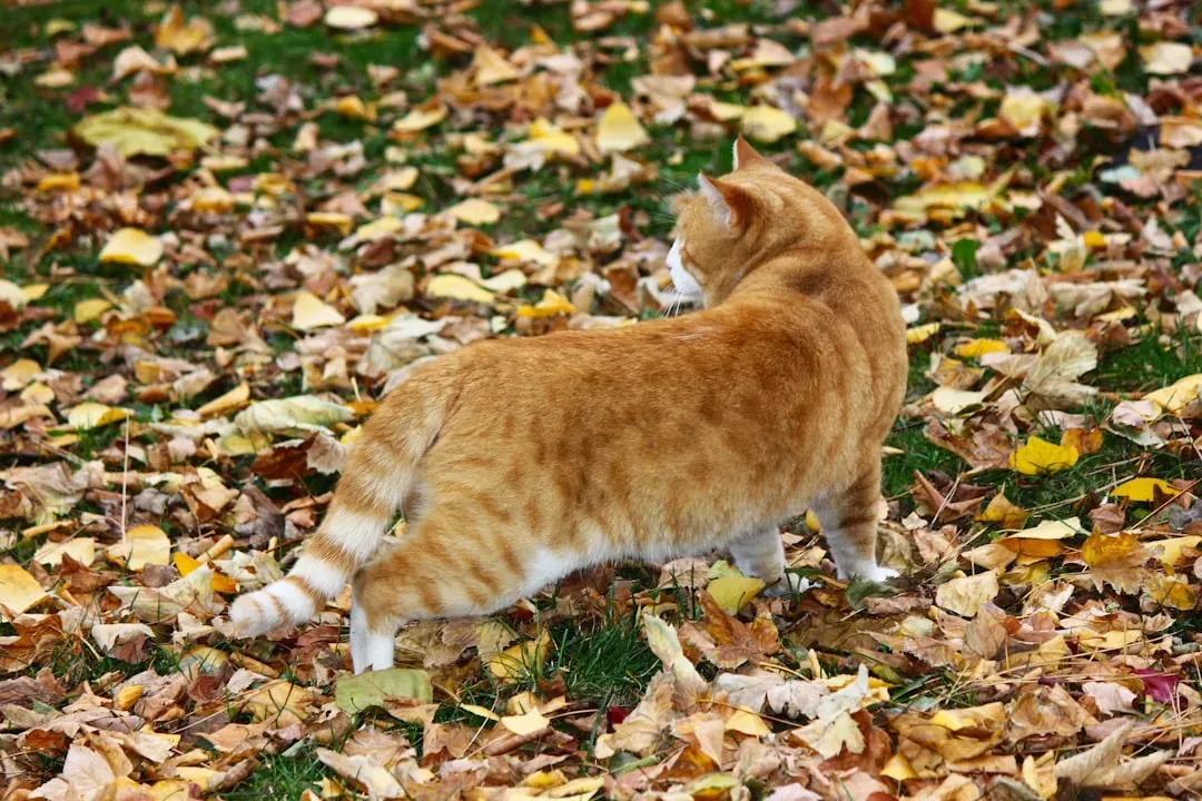 Cats Don't Always Land on Their Feet (Image Credits: Unsplash)