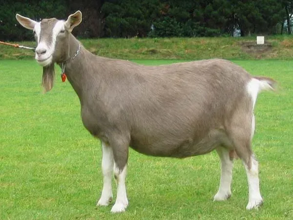5. Toggenburg Goat (Image Credits: Wikimedia)
