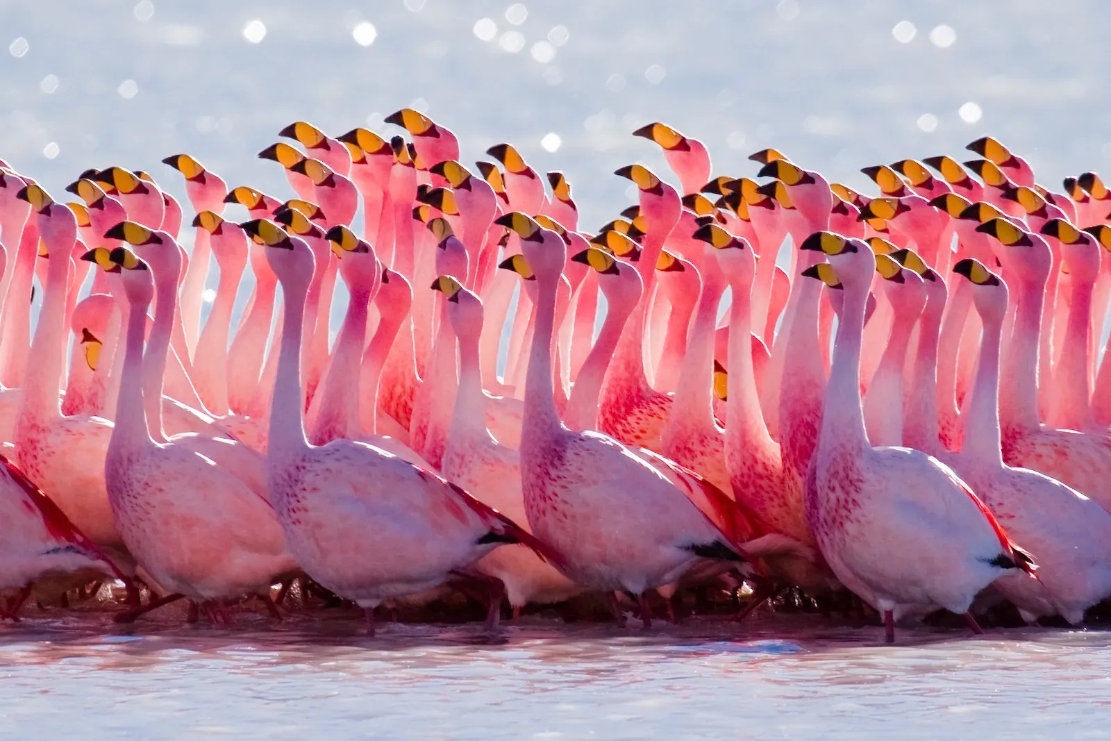 Beating the Chill: Thermoregulation at Work (By Pedro Szekely, CC BY 2.0)