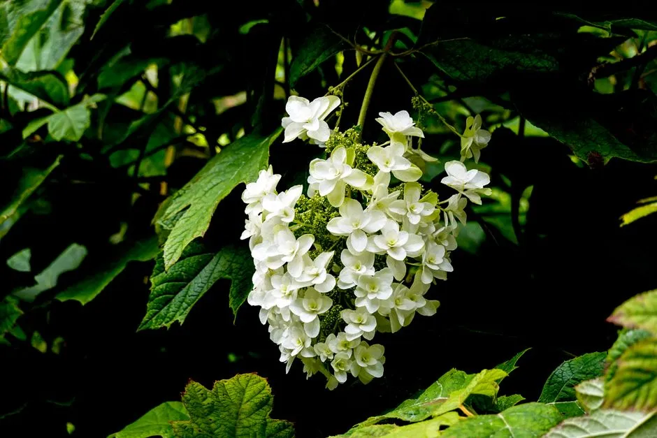 Capricorn – White Oakleaf Hydrangea (Native Hydrangea) (Image Credits: Pexels)