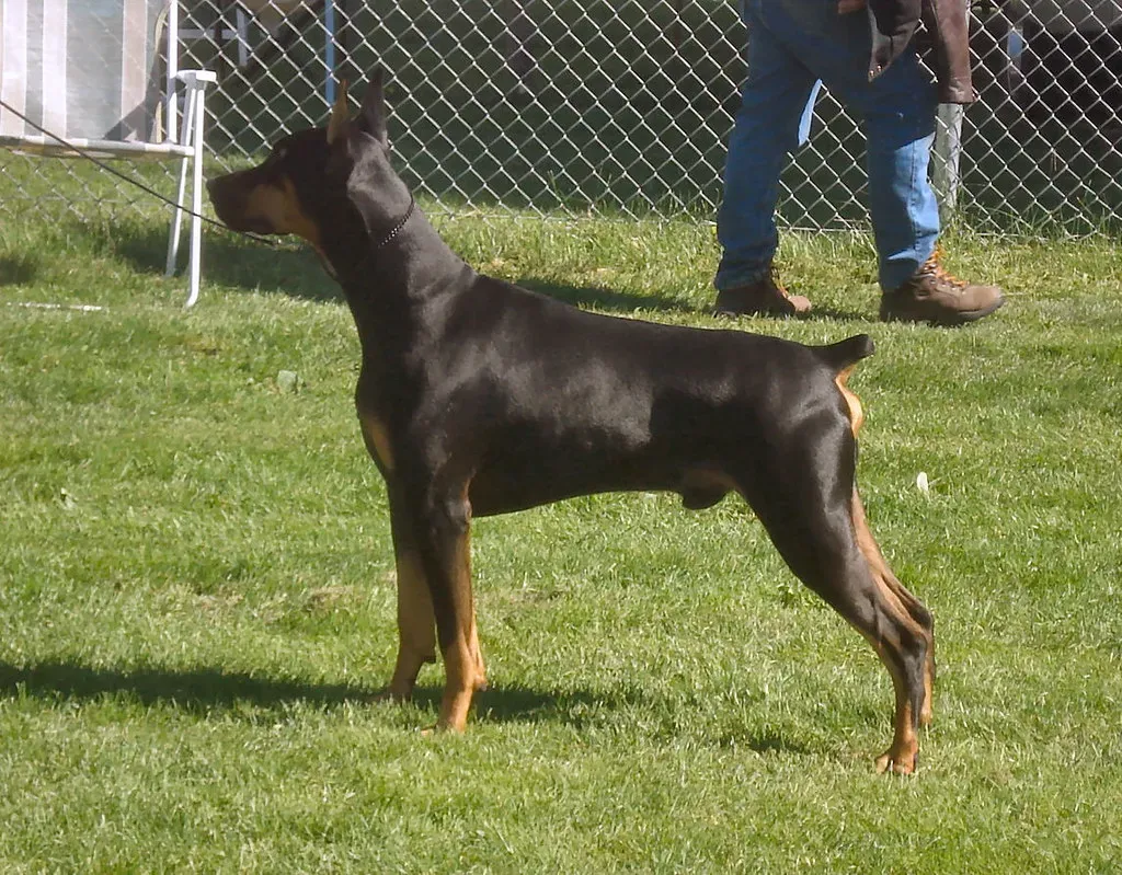 5. Doberman Pinscher: The Sleek Fearless Watchman (Image Credits: Flickr)