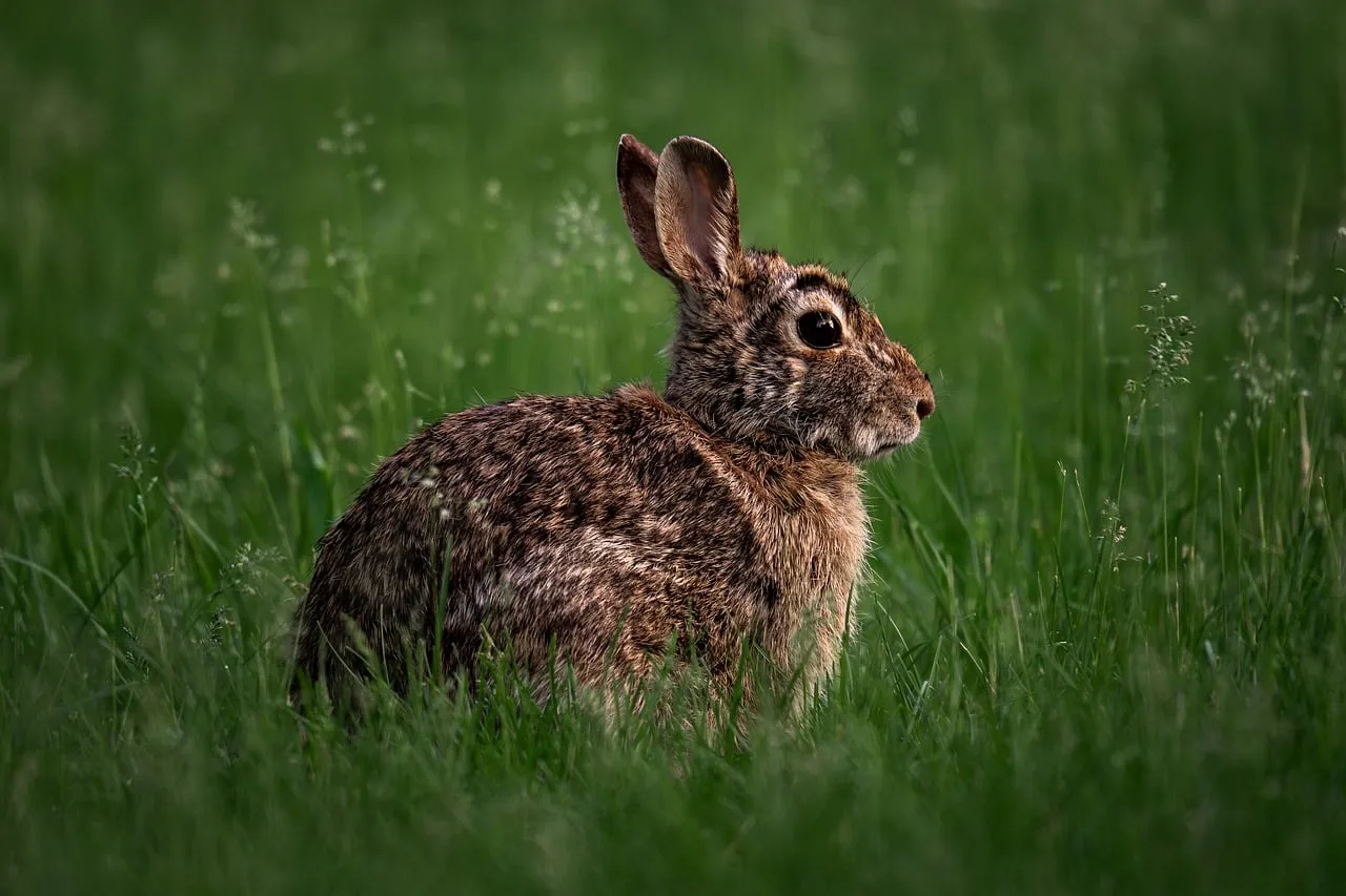 #4 Try Natural Scent Deterrents Like Predator Urine or Garlic Spray (Image Credits: Pixabay)