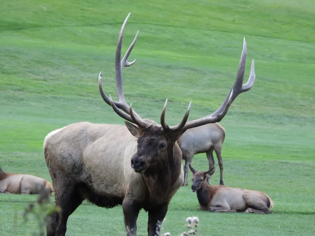 Leo: The Majestic Elk (Image Credits: Unsplash)
