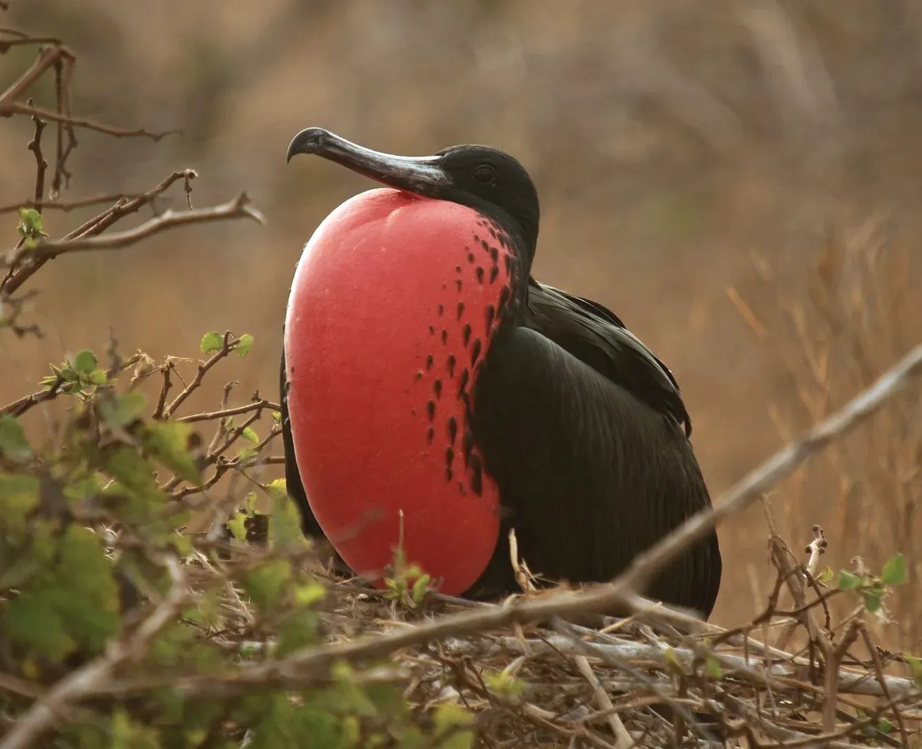5. The Magnificent Frigatebird: The Balloon-Necked Pirate (Frigate BirdUploaded by snowmanradio, CC BY 2.0)