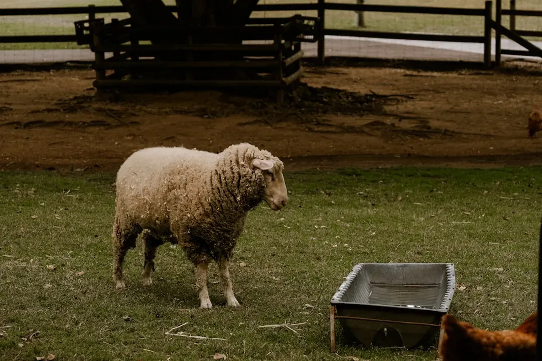 Cattle, Sheep, and Goats: Herd Animals Without the Herd Sense (Image Credits: Unsplash)
