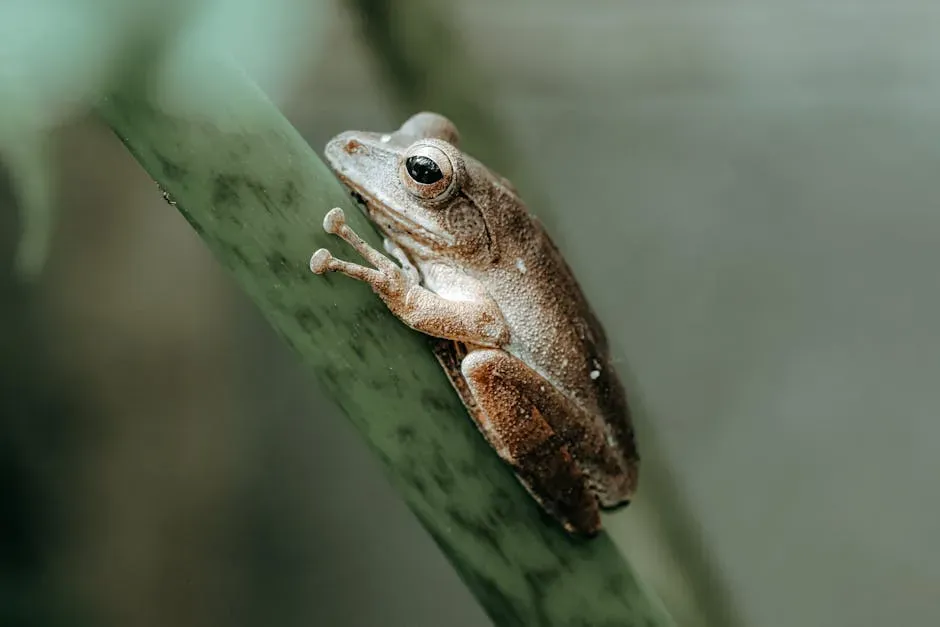 Virgo: The Agile Frog (Image Credits: Pexels)