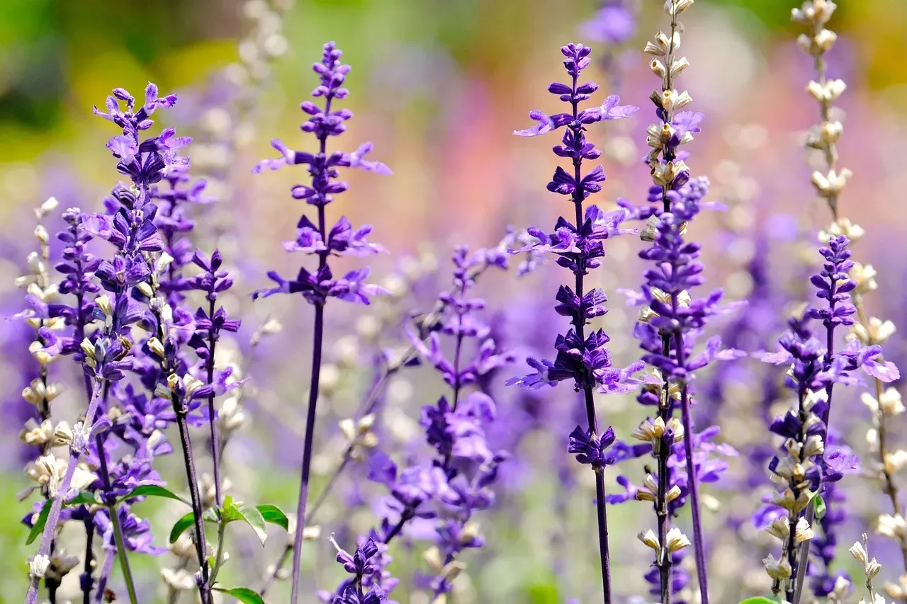 9. Native Salvia (Sage) - Tough, Long-Blooming, and Irresistible (Image Credits: Pixabay)