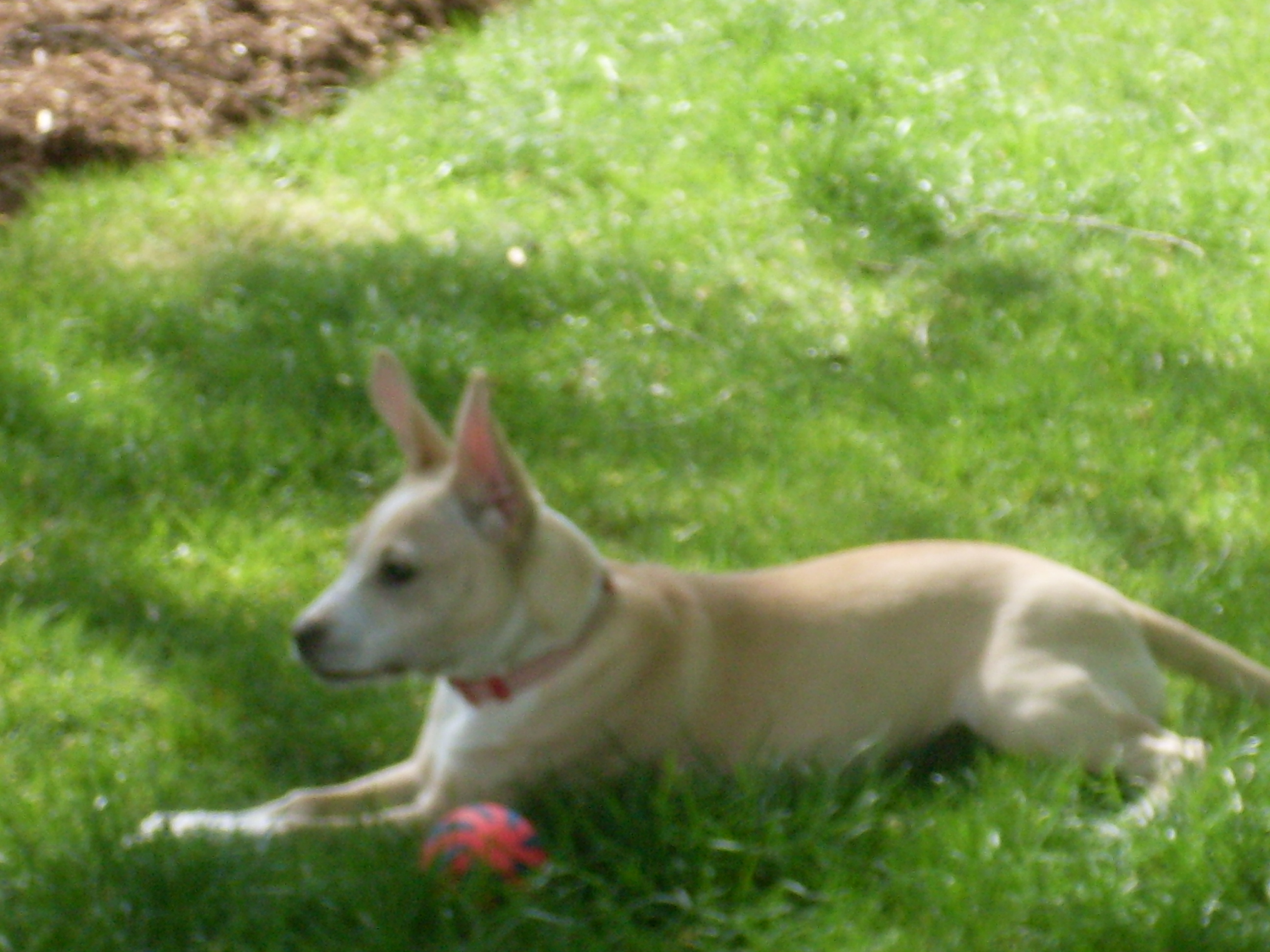#4 Telomian - The Malaysian Ladder-Climbing Dog (Image Credits: Wikimedia)