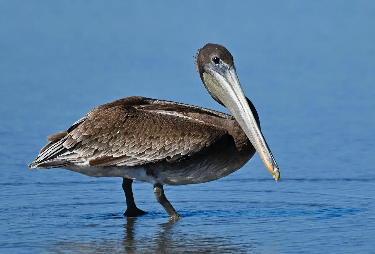 Conclusion: A Bird Worth a Second Look (Image Credits: Pixabay)