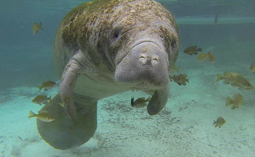 West Indian Manatees: Gentle Giants of Florida Waters (Image Credits: Flickr)