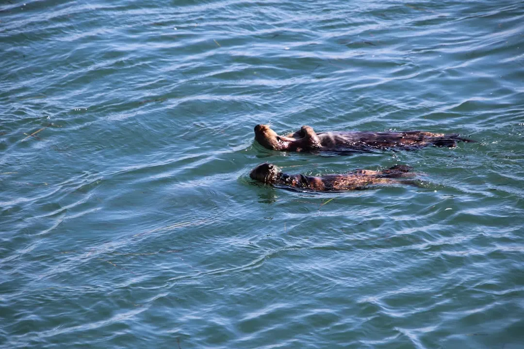 5. Pups Learn Swimming from Patient Parents (Image Credits: Unsplash)