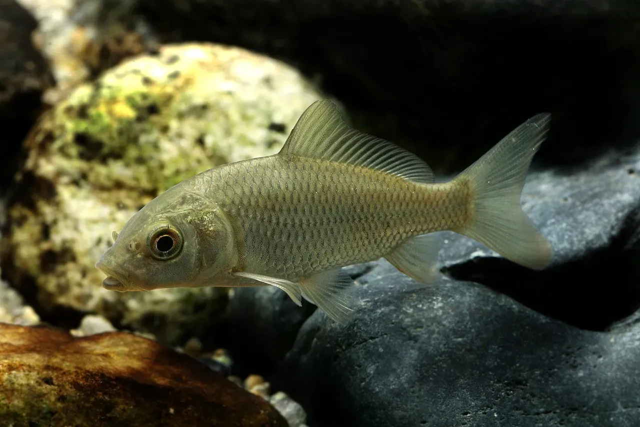 #1. Pisces: The Original Dreamer of Other Worlds (Image Credits: Pixabay)