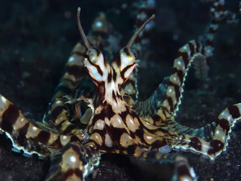 4. The Mimic Octopus Is Nature's Greatest Actor (krokodiver, Flickr, CC BY-SA 2.0)