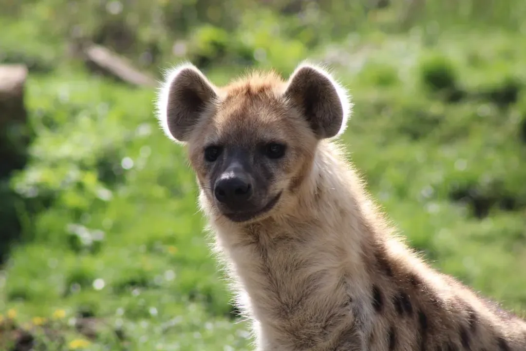 #8 Scorpio (October 23 &ndash; November 21): The Hyena (Image Credits: Unsplash)