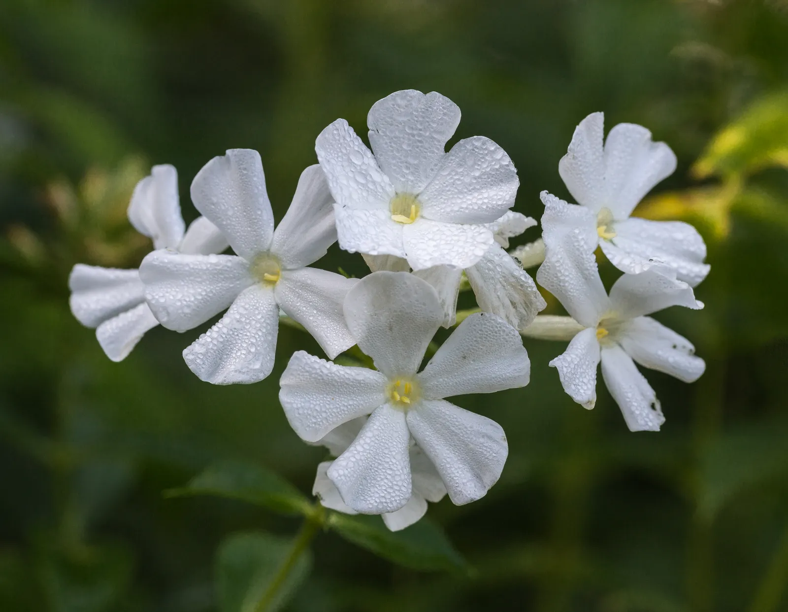 #5 - Garden Phlox: Tall Types That Draw Butterflies (By Dominicus Johannes Bergsma, CC BY-SA 4.0)