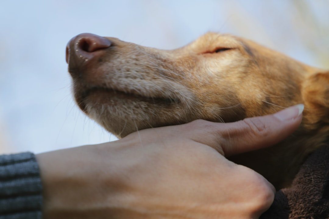 Master the Art of Calming Touch (Image Credits: Unsplash)