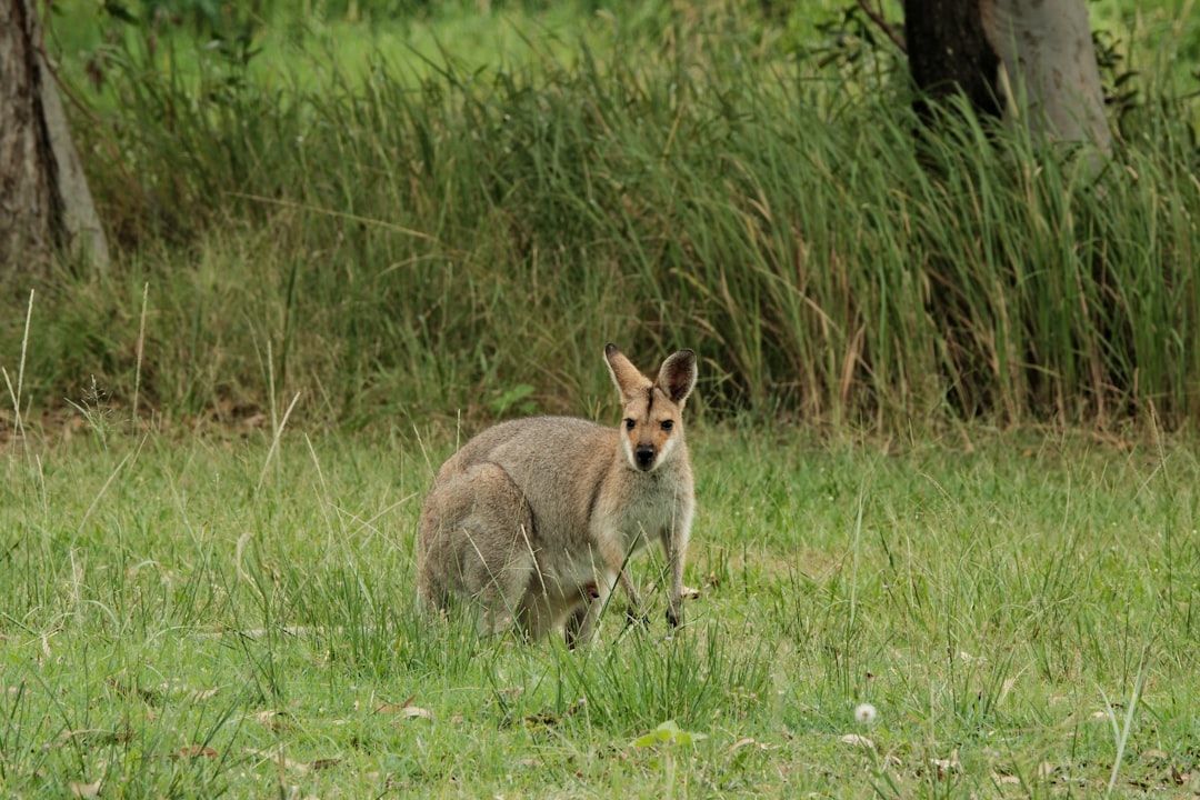 #7 Wallabies - Miniature Kangaroos with Powerful Kicks (Image Credits: Unsplash)