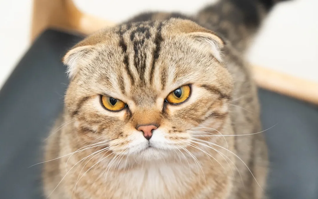 #29 &ndash; Scottish Fold: Velvety Coat, Softer Demeanor (Image Credits: Unsplash)