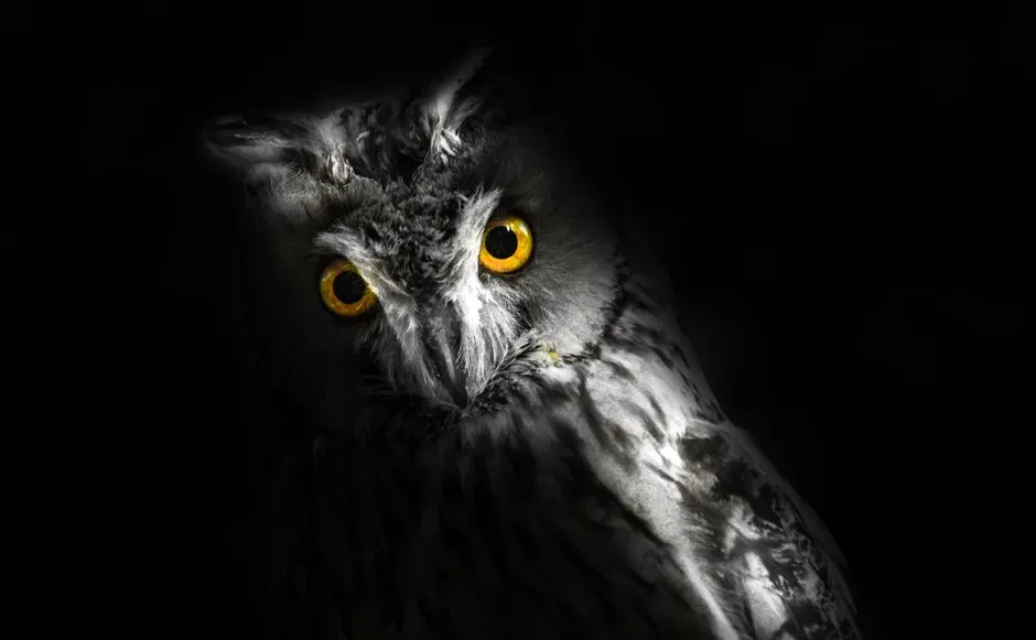 Night Vision and Why It Demands Stillness (Image Credits: Pexels)