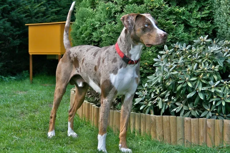 Catahoula Leopard Dog: Nature's Canvas (Image Credits: Wikimedia)