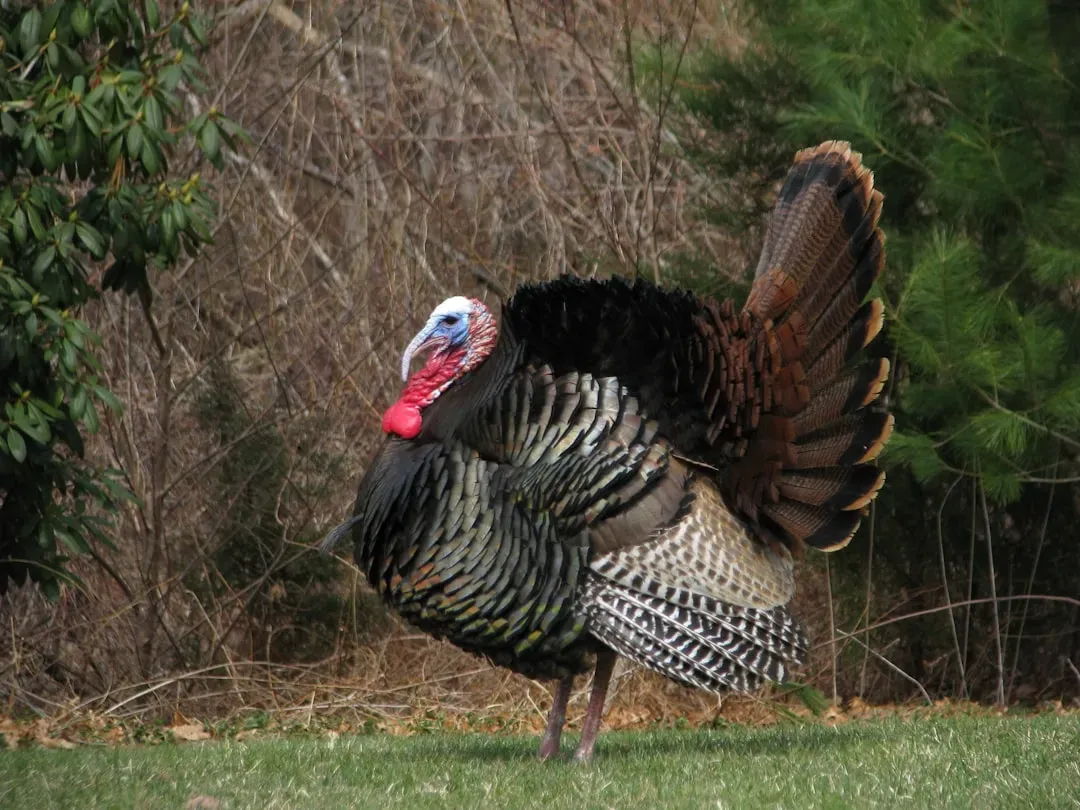 #13 - Turkeys (Image Credits: Unsplash)