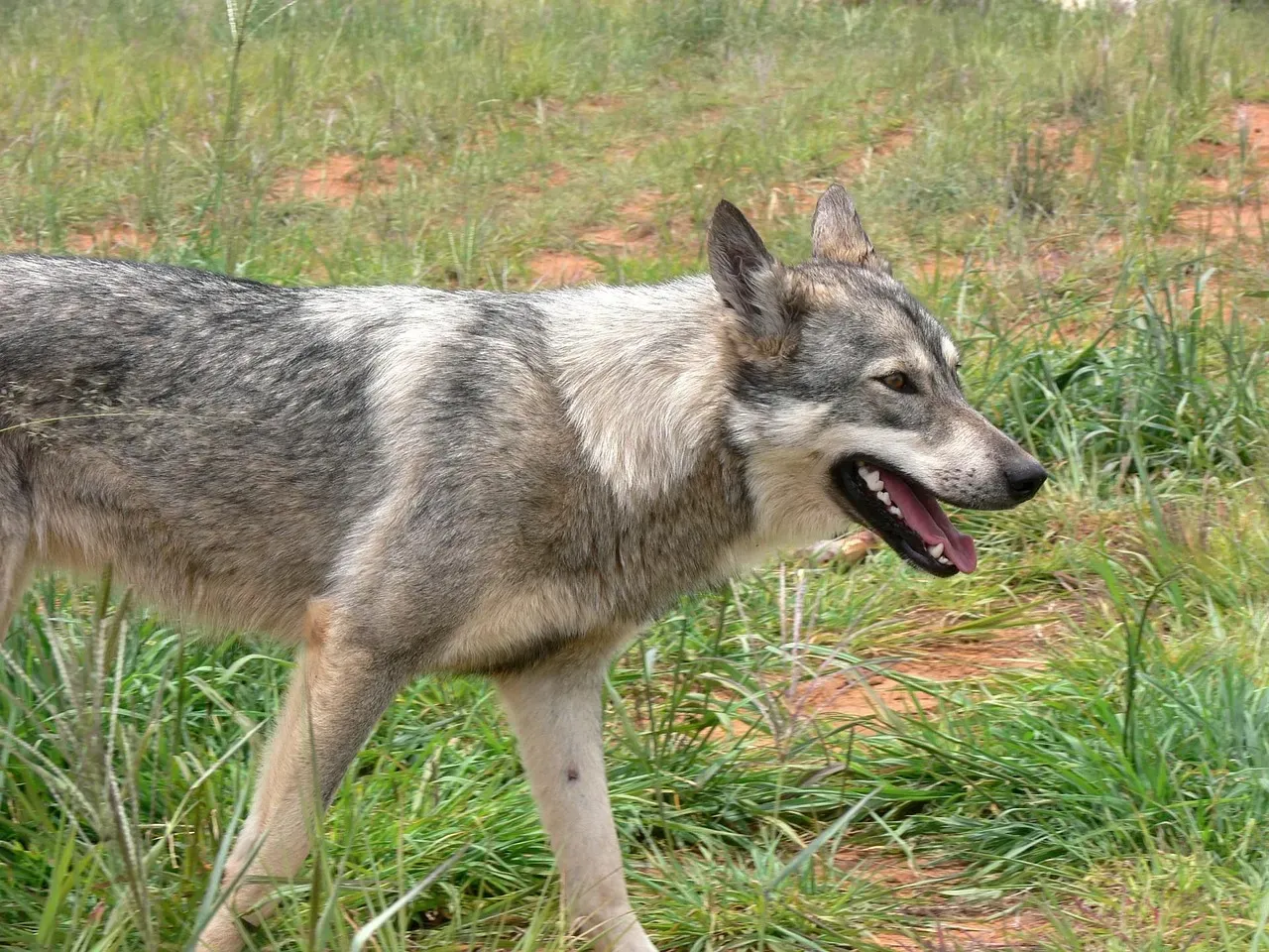 Prey Animals Lurking in the Distance (Image Credits: Pixabay)