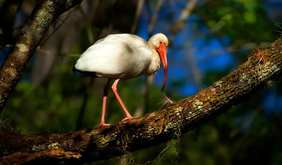 #3 - White Ibises Vanish Then Reappear as "Hurricane Birds" (Image Credits: Pexels)