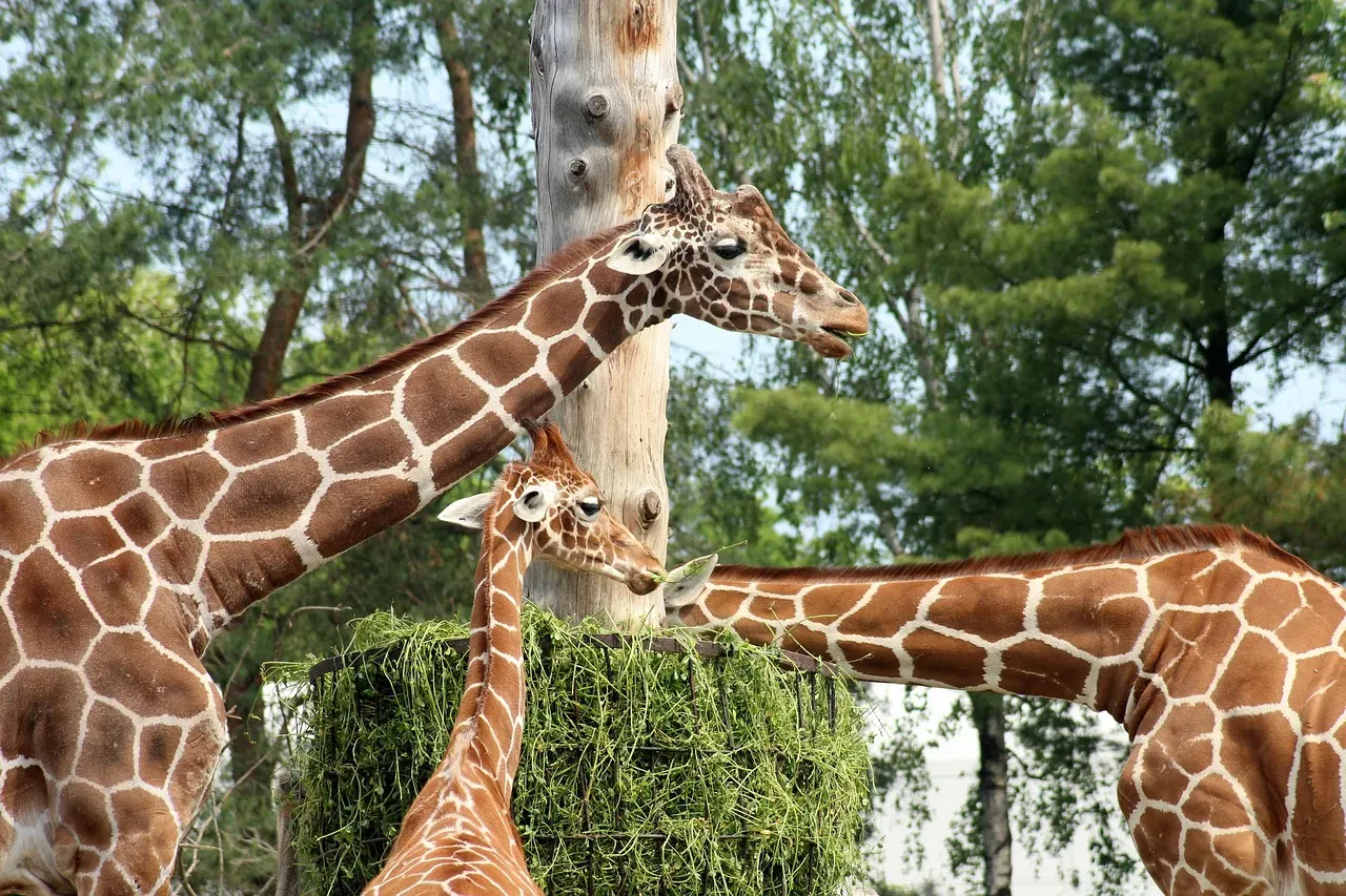 #7 Libra (September 23 &ndash; October 22): The Giraffe (Image Credits: Pixabay)