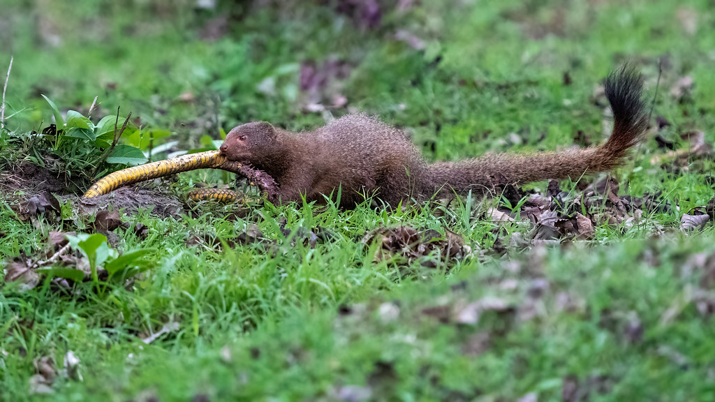 Beyond Physical Adaptations: Behavioral Strategies (Image Credits: Flickr)