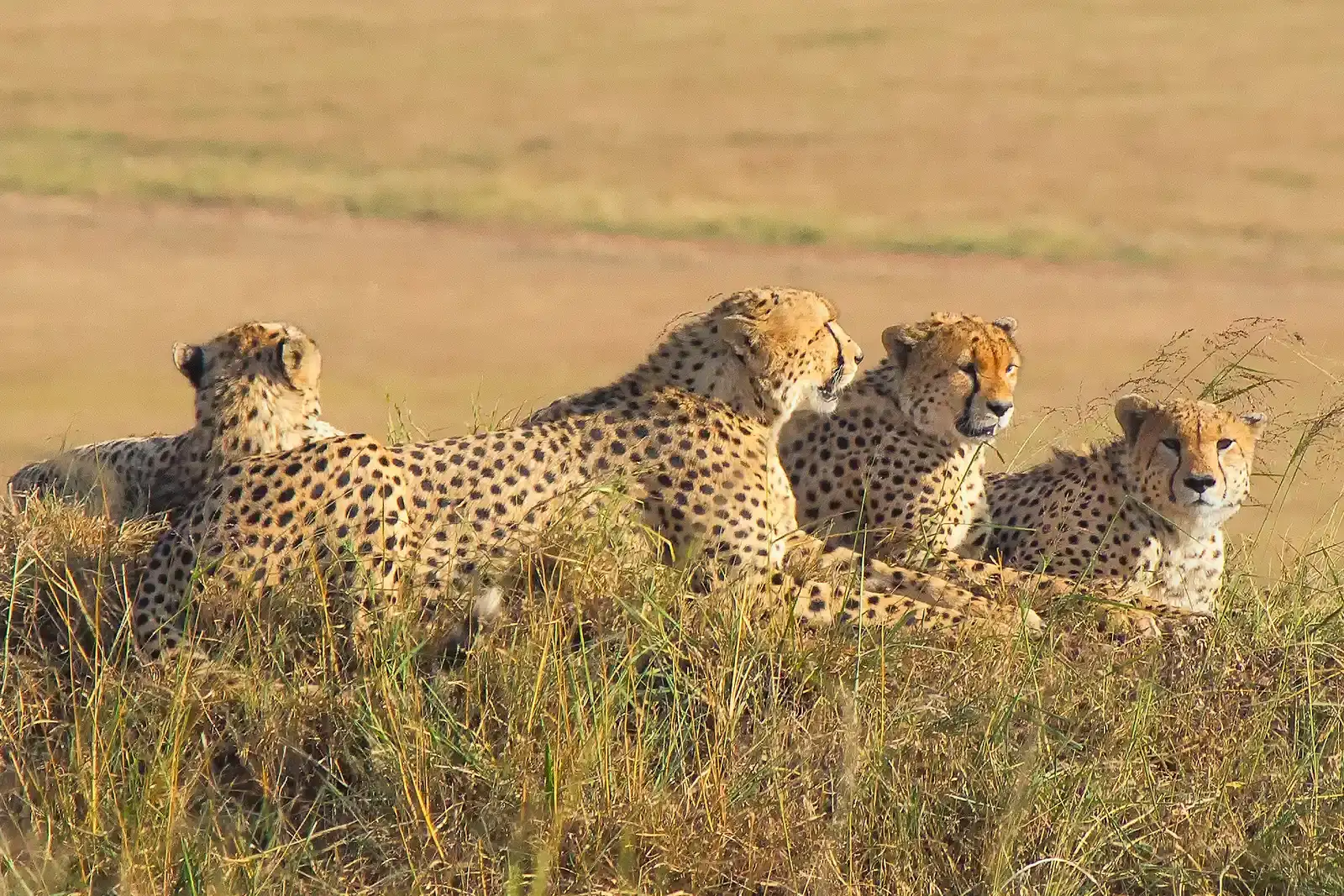 Social Life - Brotherhoods, Loners, and Nomads (Image Credits: Wikimedia)