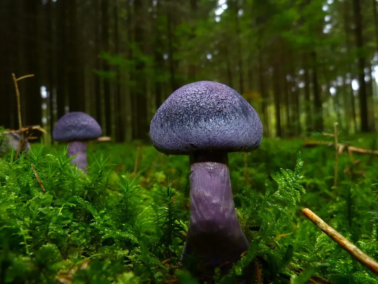 #8. Wild Mushrooms - The Backyard Forager's Nightmare (Image Credits: Pixabay)