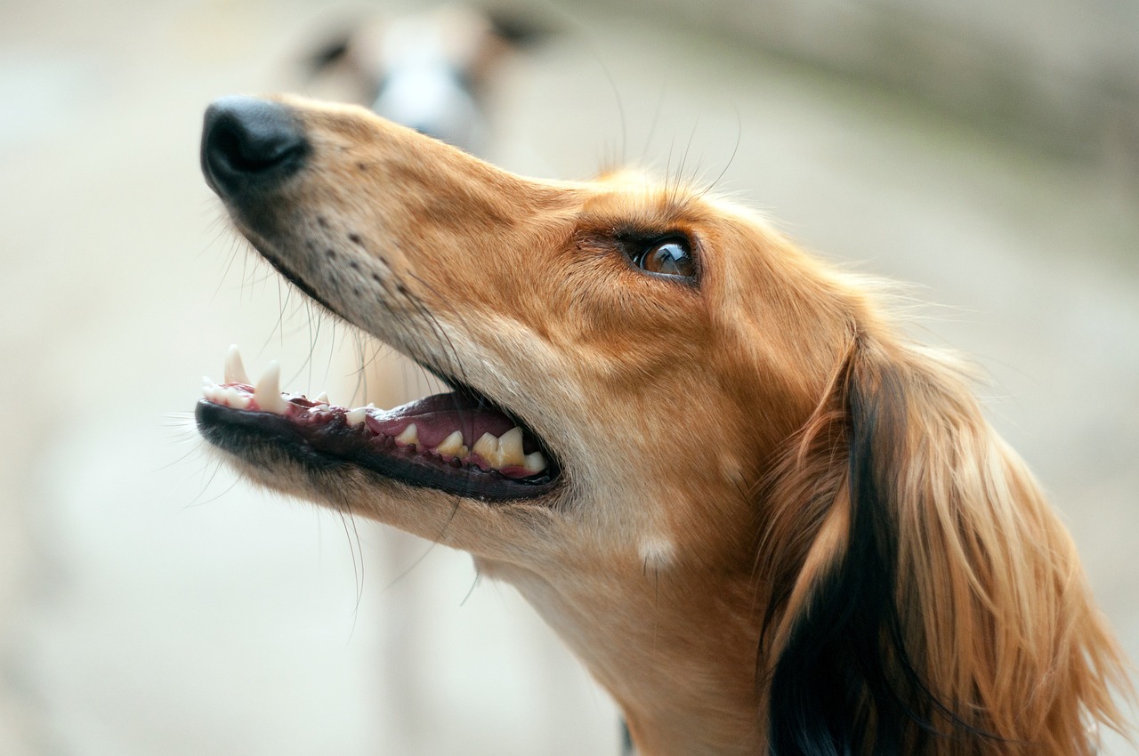 Saluki: The Royal Hunter of the Desert (Image Credits: Pixabay)