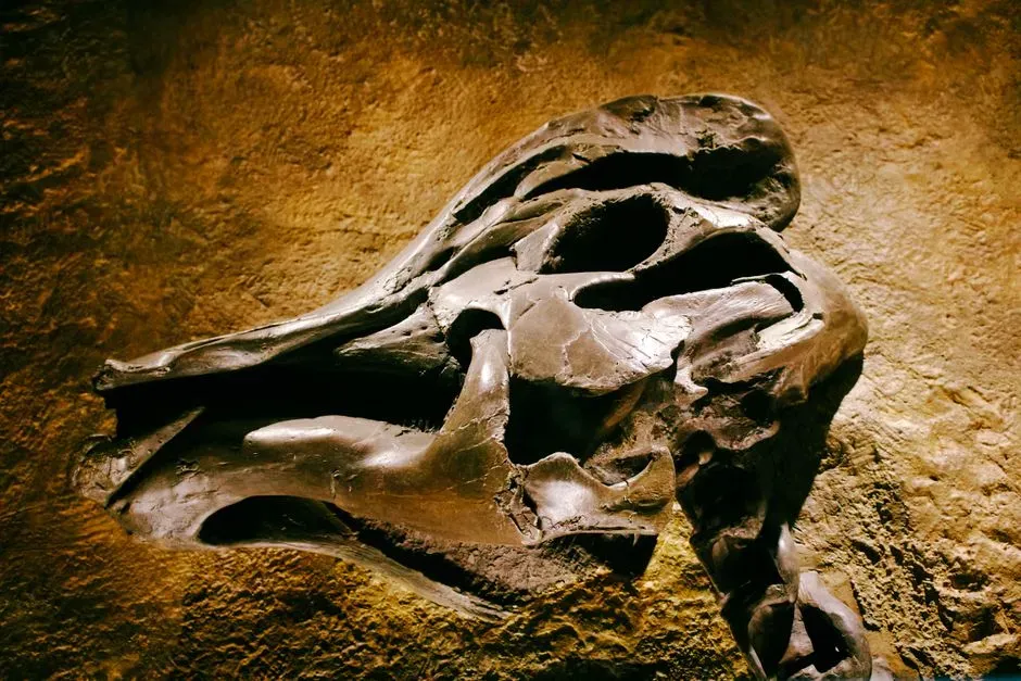 #3 The End-Ediacaran Extinction (Image Credits: Pexels)