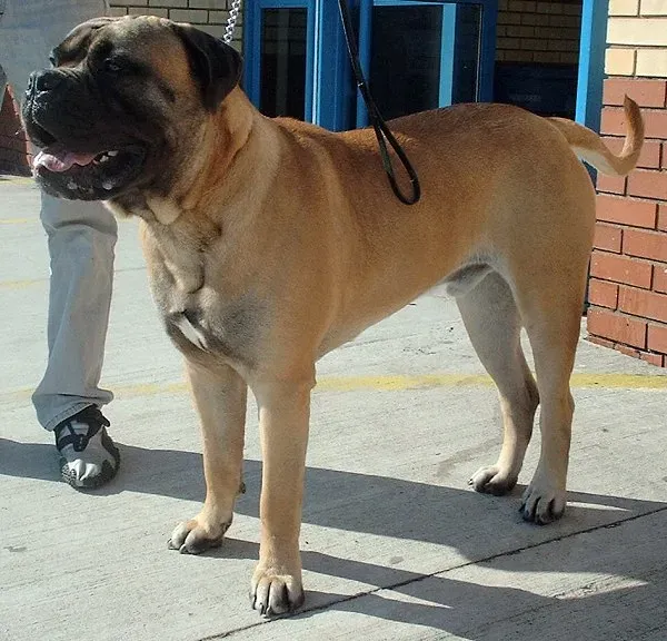 3. Bullmastiff: The Silent Gamekeeper Giant (Image Credits: Wikimedia)