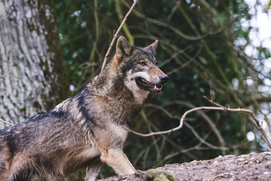 Thing 4: Never Let Your Dog Confront a Wolf Off-Leash (Image Credits: Pexels)