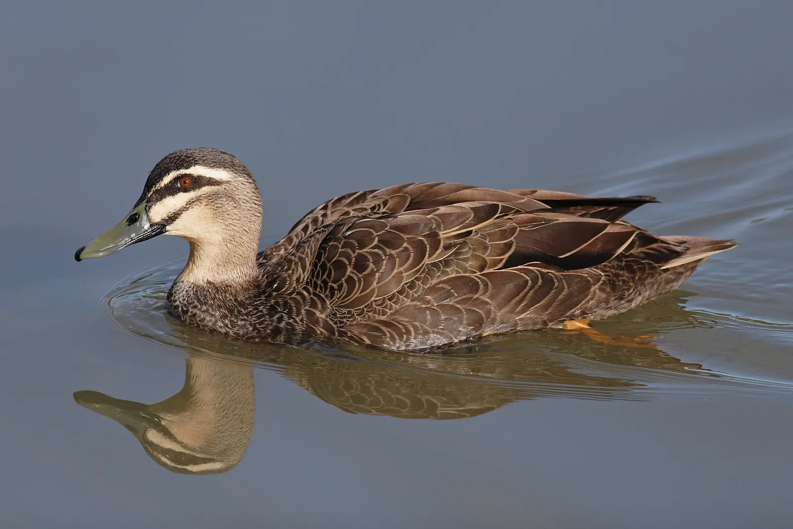 It May Have Been a Hybrid Species - Making Its Origin Scientifically Controversial (Image Credits: Wikimedia)