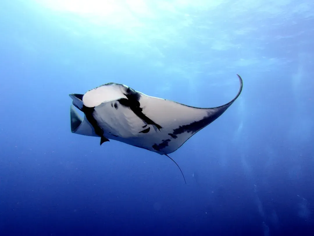 Libra: The Manta Ray (Image Credits: Unsplash)