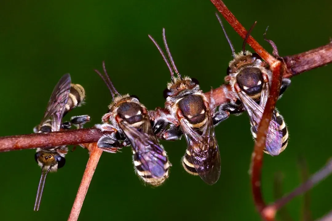Virgo: The Maiden Mirrors The Ant (Image Credits: Unsplash)