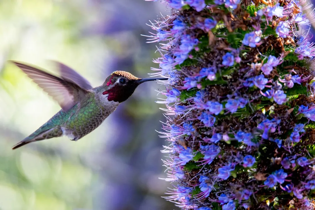 #11 - Butterfly Bush: The "Wrong Audience" Plant Hummingbirds Claim Anyway (Image Credits: Unsplash)